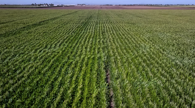 México – Conagua ahorrará agua en algunos estados agrícolas y la usará para recargar acuíferos (El País)